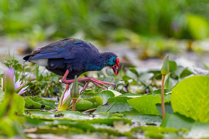 7 Days Uganda Birding and Wildlife - Day 6: Kasenyi plains in Queen Elizabeth National Park