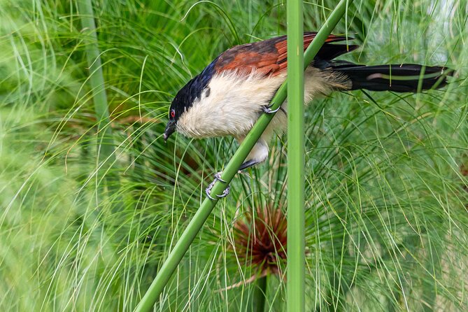 7 Days Uganda Birding and Wildlife - Day 7: Returning to Entebbe