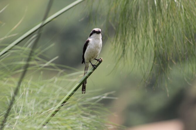 7 Days Uganda Birding and Wildlife - Day 2: Lake Mburo by water and after dark