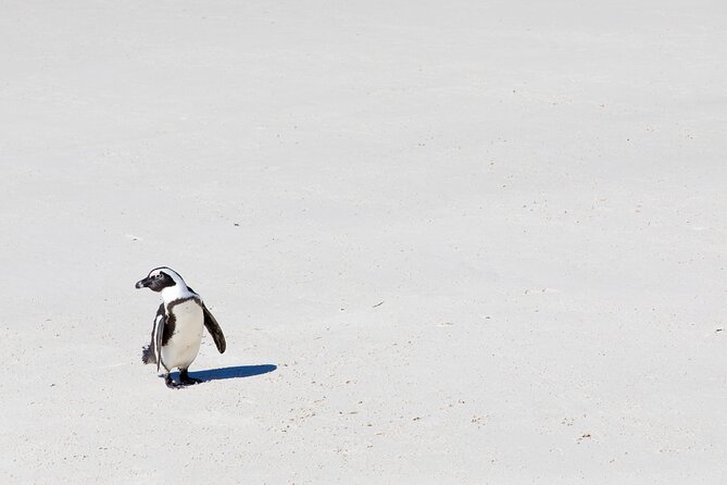 African Penguins (Boulders Beach) Half Day tour from Cape Town - Why Boulders Beach deserves the short trip