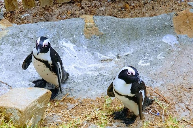African Penguins (Boulders Beach) Half Day tour from Cape Town - Muizenberg Beach and its bright seaside houses