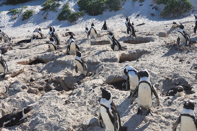African Penguins (Boulders Beach) Half Day tour from Cape Town - What your hour with the penguins may feel like