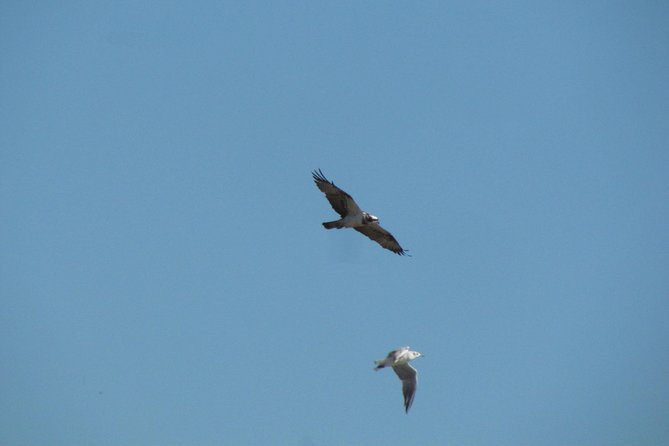 Afternoon birdwatching at Lagoa dos Salgados - Why Lagoa dos Salgados makes a good afternoon stop