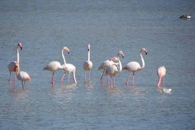 Afternoon birdwatching at Lagoa dos Salgados - What happens from the 2:00 pm meeting point