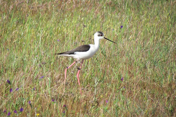Afternoon birdwatching at Lagoa dos Salgados - How the small group changes the outing