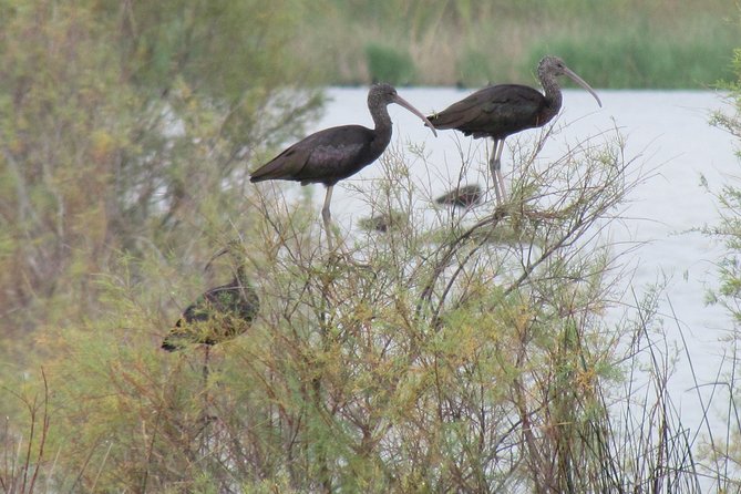Afternoon birdwatching at Lagoa dos Salgados - Is $74.44 a fair price?