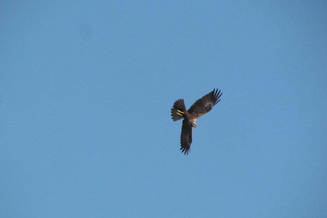 Afternoon birdwatching at Lagoa dos Salgados - Practical details that affect your decision