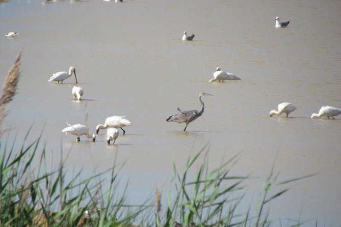 Afternoon birdwatching at Lagoa dos Salgados - Gui’s telescope and teaching style