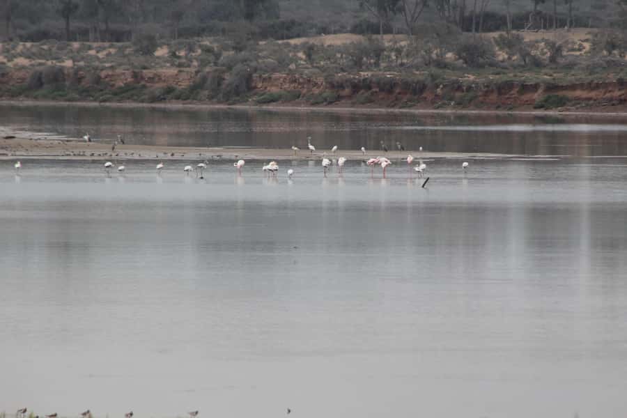 Agadir Camel Ride Flamingo River & BBQ Dinner - Through the eucalyptus forest and sand dunes