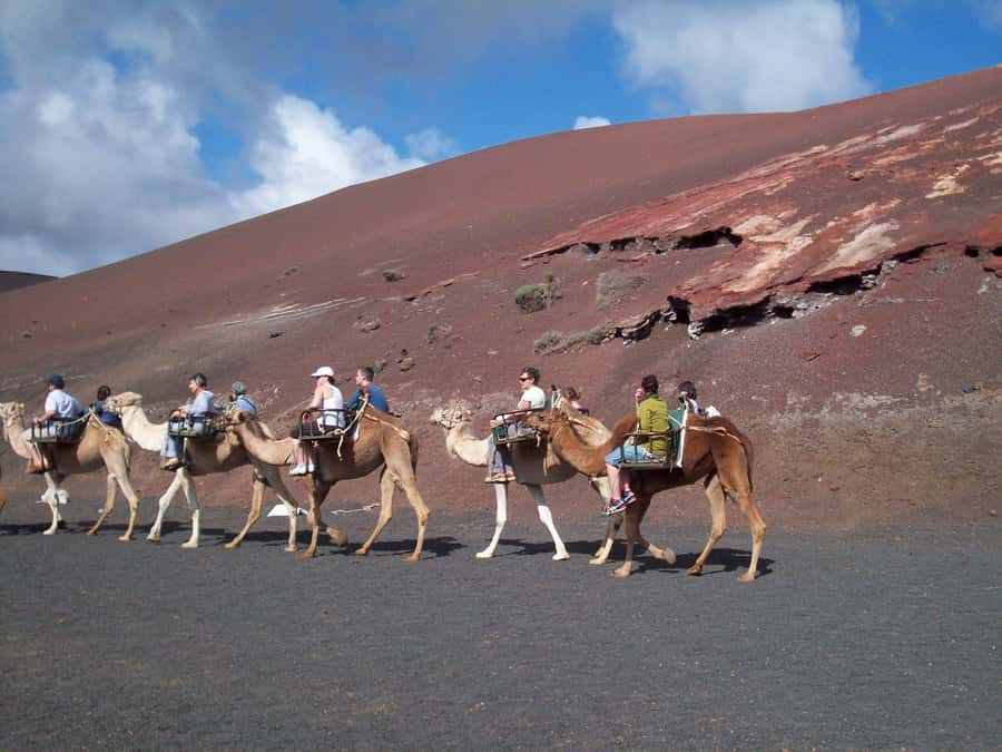 Agadir Camel Ride Flamingo River & BBQ Dinner - Who will enjoy this two-hour ride