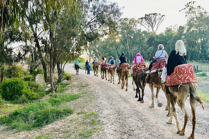 Agadir Camel Riding and flamingo river tour - A camel ride with a wider view of Agadir