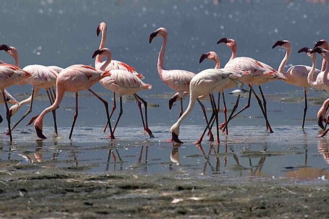 Agadir Camel Riding and flamingo river tour - Kasbat Souss, tea, and a simple local finish