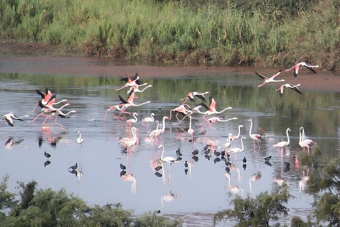 Agadir Camel Riding and flamingo river tour - Following the Souss River toward flamingos
