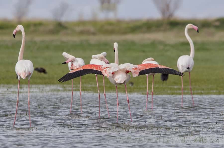 Agadir: Flamingo River Camel Ride with Optional BBQ Dinner - A camel ride with a village route, not a Sahara fantasy