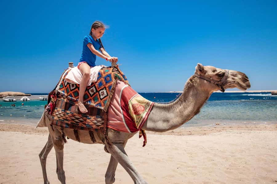 Agadir: Flamingo River Camel Ride with Optional BBQ Dinner - Through eucalyptus trees toward the Souss River