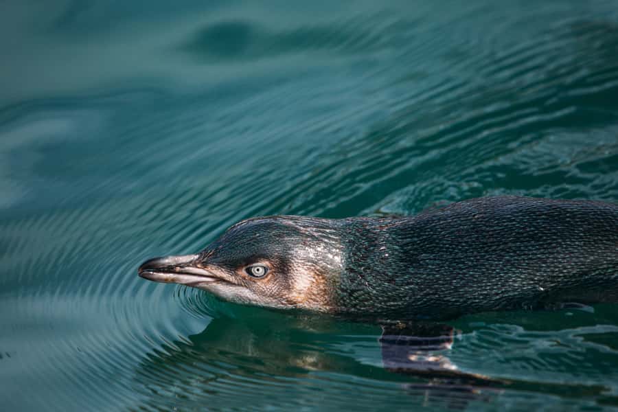 Akaroa: Pohatu Little Penguins 3-Hour Evening Experience - Key points at a glance