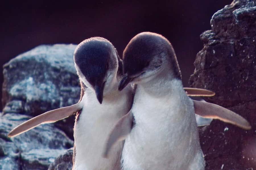 Akaroa: Pohatu Little Penguins 3-Hour Evening Experience - Practical details before you book