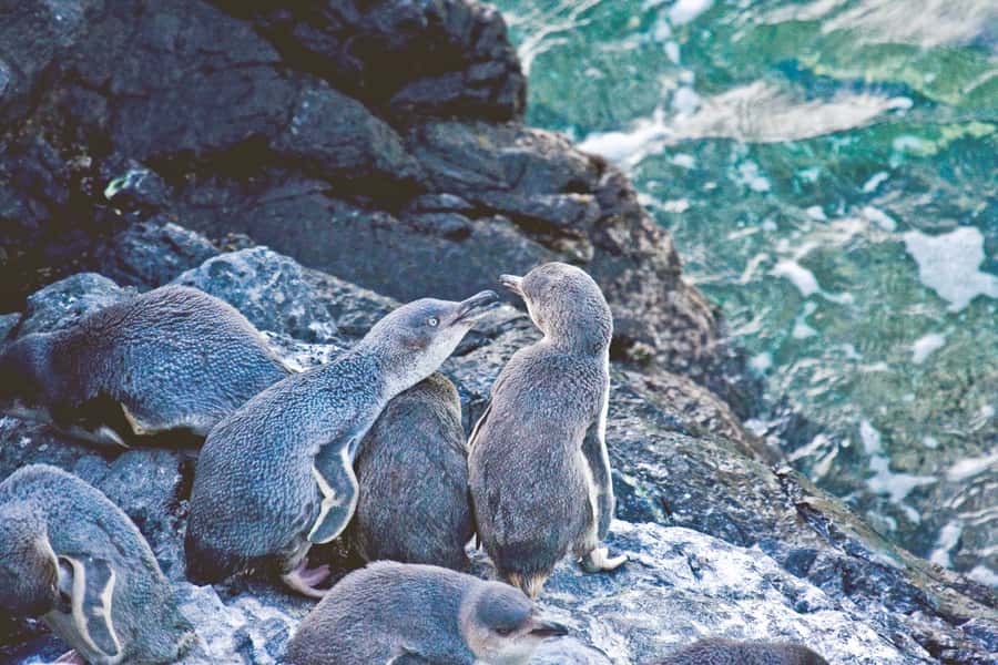 Akaroa: Pohatu Little Penguins 3-Hour Evening Experience - From Akaroa to remote Pohatu Bay