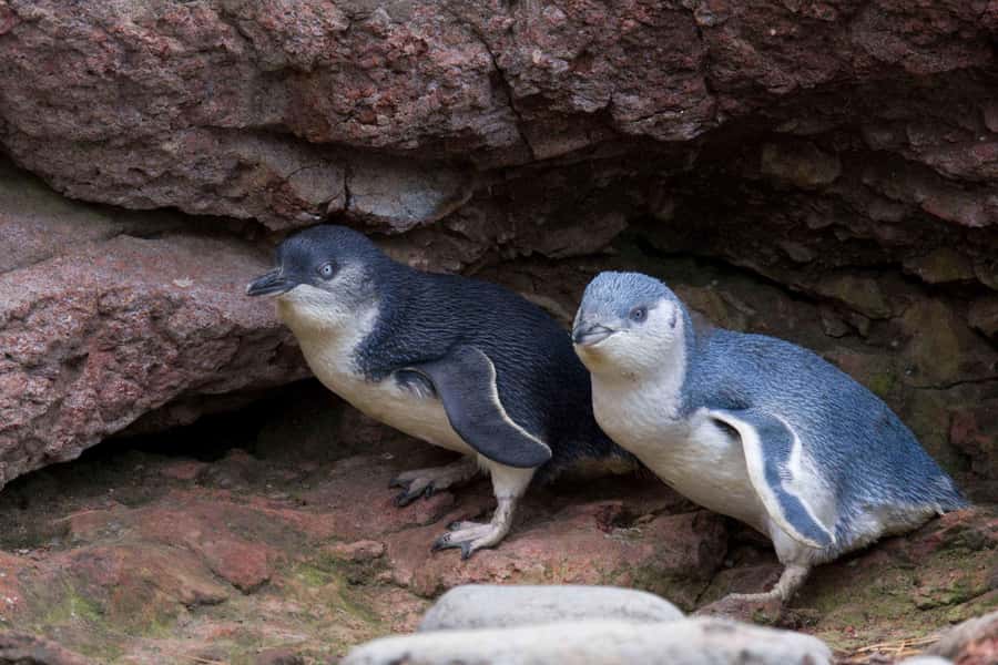 Akaroa: Pohatu Little Penguins 3-Hour Evening Experience - Checking nest boxes and watching the bay