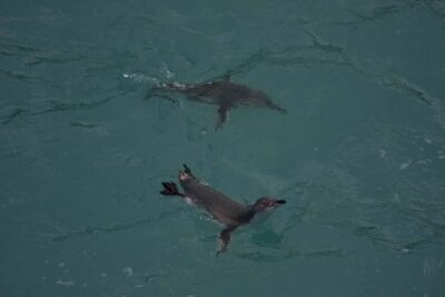 Akaroa: Pohatu Little Penguins 3-Hour Evening Experience
