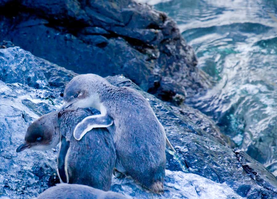 Akaroa: Pohatu Little Penguins 3-Hour Evening Experience - Natural darkness, no artificial lights