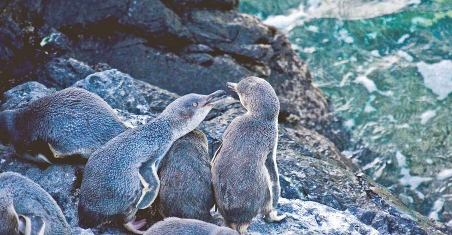 Akaroa: Pohatu Little Penguins 3-Hour Evening Experience - The best time to see penguins
