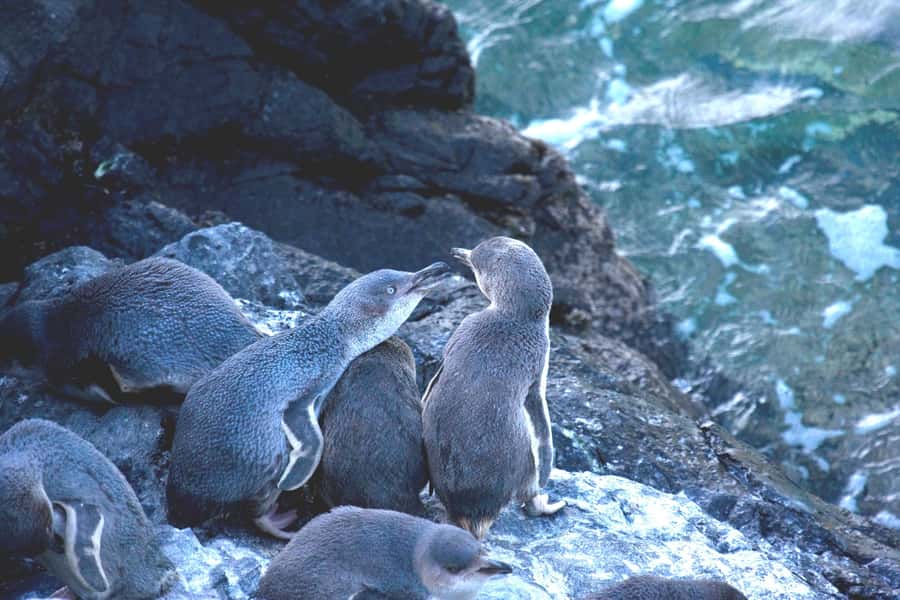 Akaroa: Pohatu Little Penguins 3-Hour Evening Experience - What the guides add to the experience