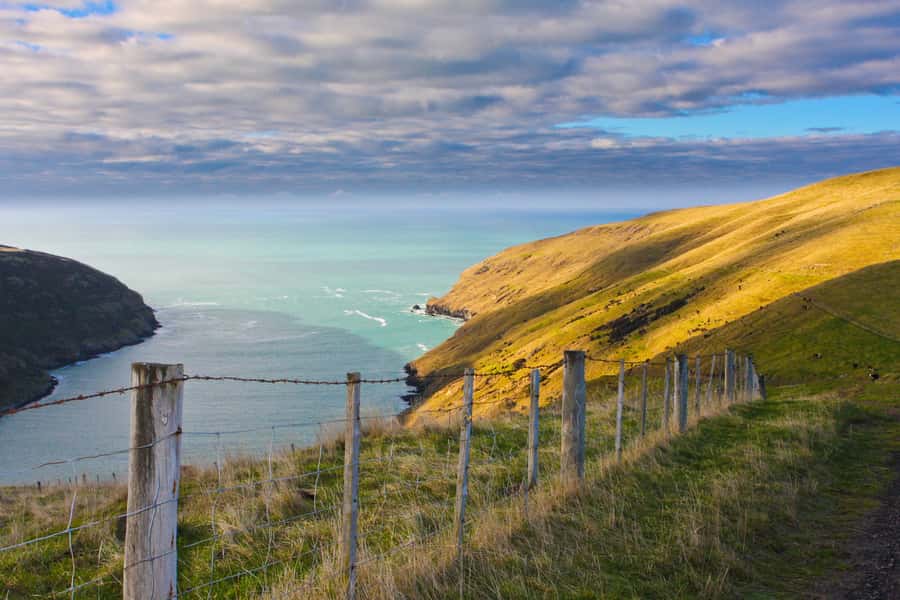 Akaroa: Pohatu Little Penguins 3-Hour Evening Experience - Is $68 good value?