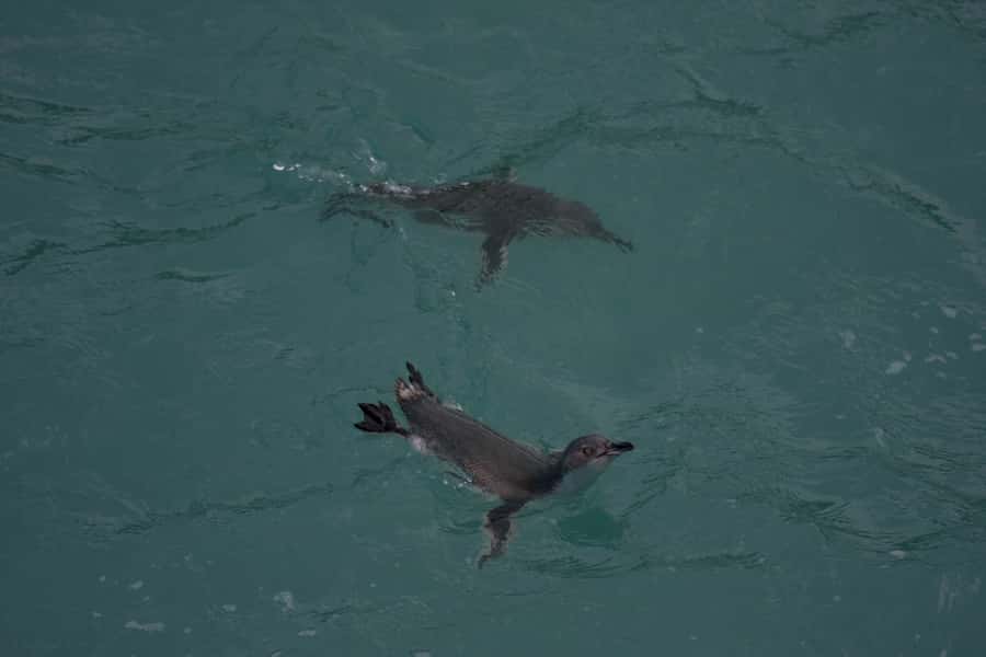 Akaroa: Pohatu Little Penguins 3-Hour Evening Experience - Why the conservation work matters