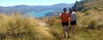 Akaroa: Pohatu Penguins Scenic Nature 2-Hour or 4-Hour Tour