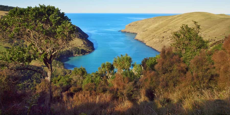 Akaroa: Pohatu Penguins Scenic Nature 2-Hour or 4-Hour Tour - A working sheep farm at the edge of the bay