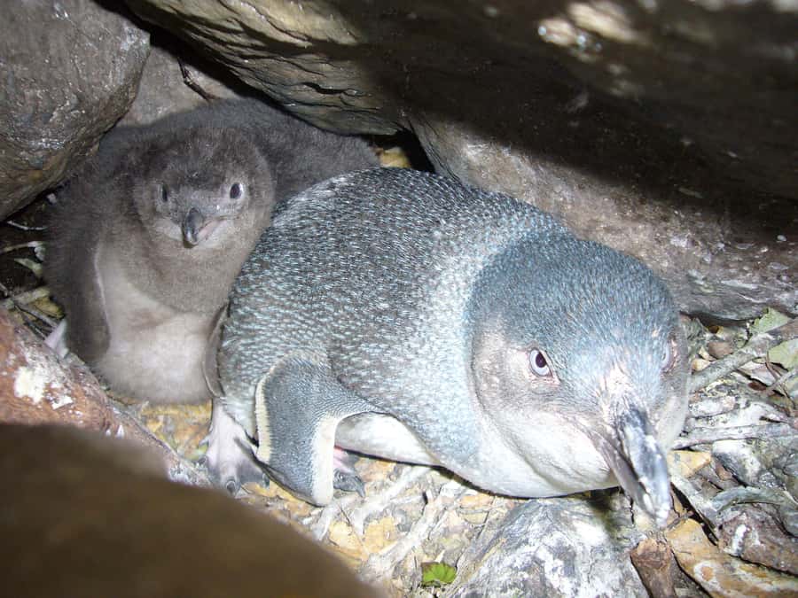 Akaroa: Pohatu Penguins Scenic Nature 2-Hour or 4-Hour Tour - Meeting the little blue penguins