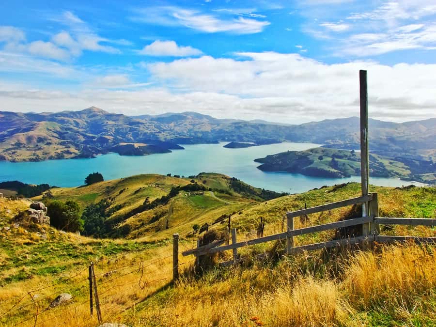 Akaroa: Pohatu Penguins Scenic Nature 2-Hour or 4-Hour Tour - Rehabilitation work and seasonal limits