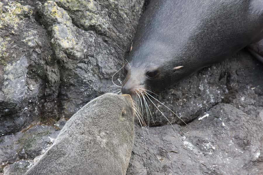 Akaroa: Pohatu Penguins Scenic Nature 2-Hour or 4-Hour Tour - What the 2-hour and 4-hour options really mean