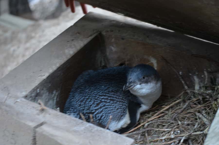 Akaroa: Pohatu Penguins Scenic Nature 2-Hour or 4-Hour Tour - Is the price fair?