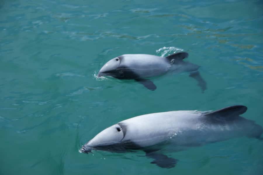 Akaroa: Wildlife Cruise with Dolphins and Penguins - Key points to know before you sail