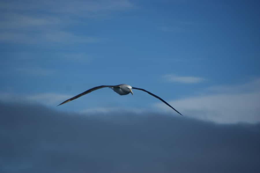 Akaroa: Wildlife Cruise with Dolphins and Penguins - Setting Sail from Daly’s Wharf