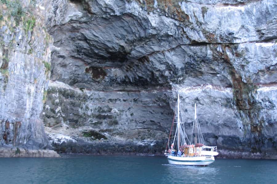 Akaroa: Wildlife Cruise with Dolphins and Penguins - Seals, Penguins, Albatrosses, and Sea Birds