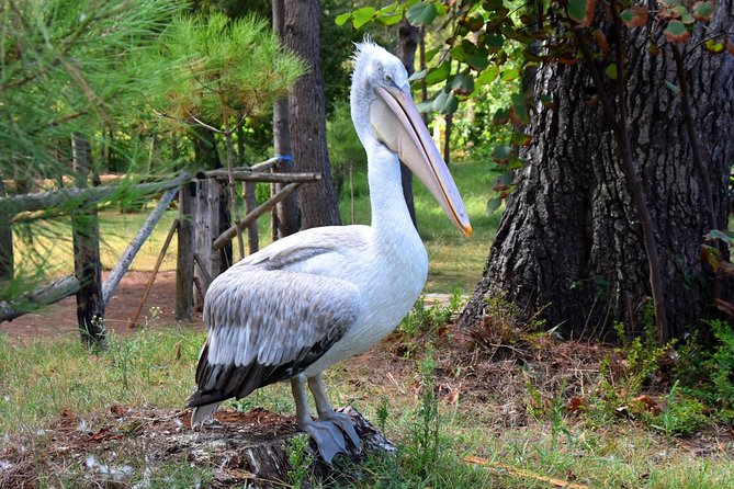 Albania Birdwatching, Kayaking, Bicycle National Park Divjaka Karavasta(ARG) - Meeting at 10 a.m. in Divjaka