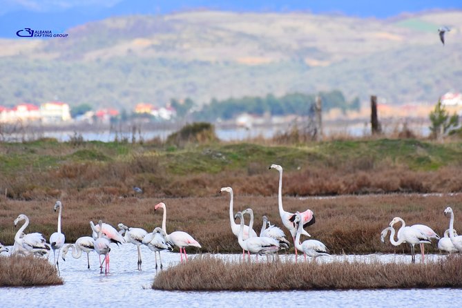 Albania Birdwatching, Kayaking, Bicycle National Park Divjaka Karavasta(ARG) - A fish lunch by the lagoon