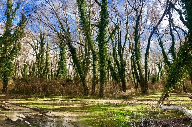 Albania Birdwatching, Kayaking, Bicycle National Park Divjaka Karavasta(ARG) - Optional bicycles and the SUV safari
