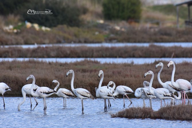 Albania Birdwatching, Kayaking, Bicycle National Park Divjaka Karavasta(ARG) - What the $62.66 price really covers
