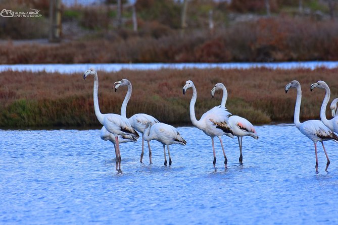 Albania Birdwatching, Kayaking, Bicycle National Park Divjaka Karavasta(ARG) - The guide makes the difference