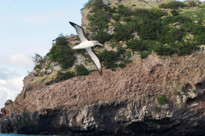Albatross, seals, and sea birds-Wildlife Cruise - Rachel’s guiding and boat handling