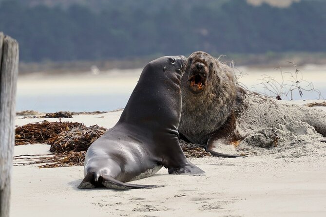 Albatross, seals, and sea birds-Wildlife Cruise - Why the small group changes the experience