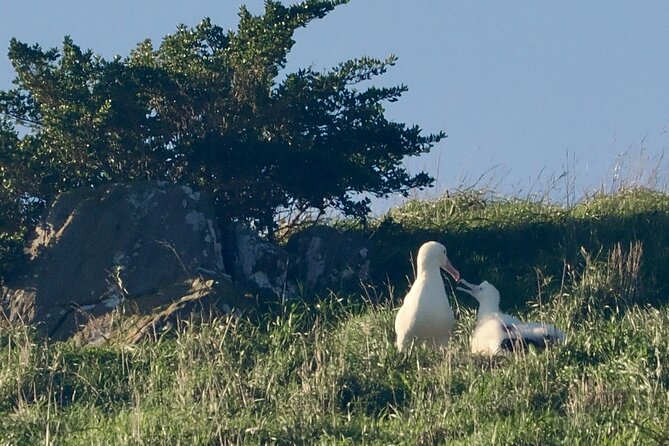Albatross, seals, and sea birds-Wildlife Cruise - Timing from Port Chalmers and Portobello