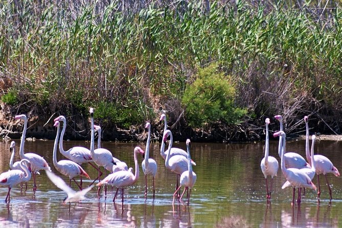 Albufera: Lake, Paella and Birdwatching - Rice fields and local traditions at the start