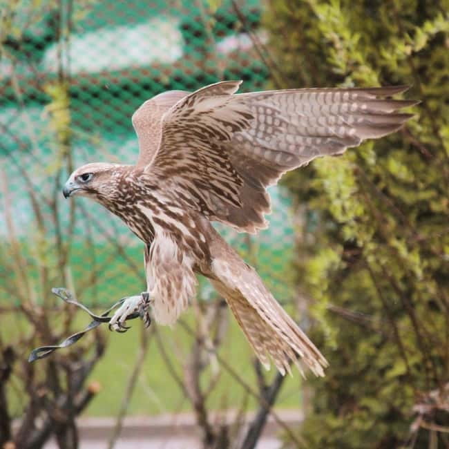 Almaty: Falconry show and Big Almaty Gorge - A note about the name and the mountain stops