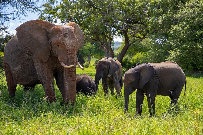 Arusha: 3-Day Safari Tarangire, Flamingo Walk Lake Natron Tour - What the Tarangire day means for your safari