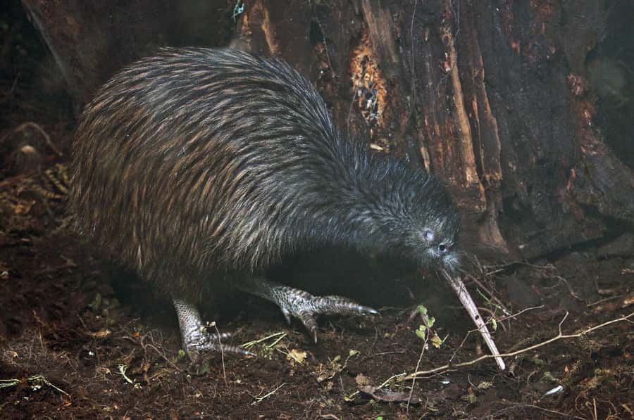 Auckland (Tawharanui): Wild Kiwi Bird Spotting Encounter - Why Tawharanui is a fine place to look for kiwi